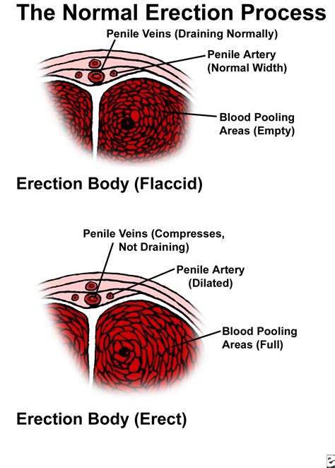 pic of a dick|Penis: Anatomy, Picture, Erection, and Ejaculation